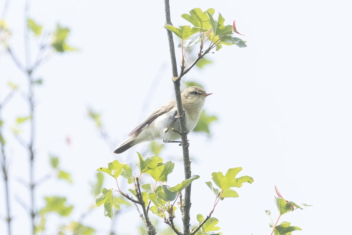 Вівчарик весняний - ML636843880