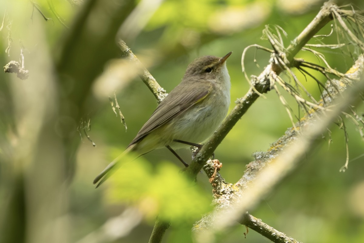 Вівчарик-ковалик - ML636843881