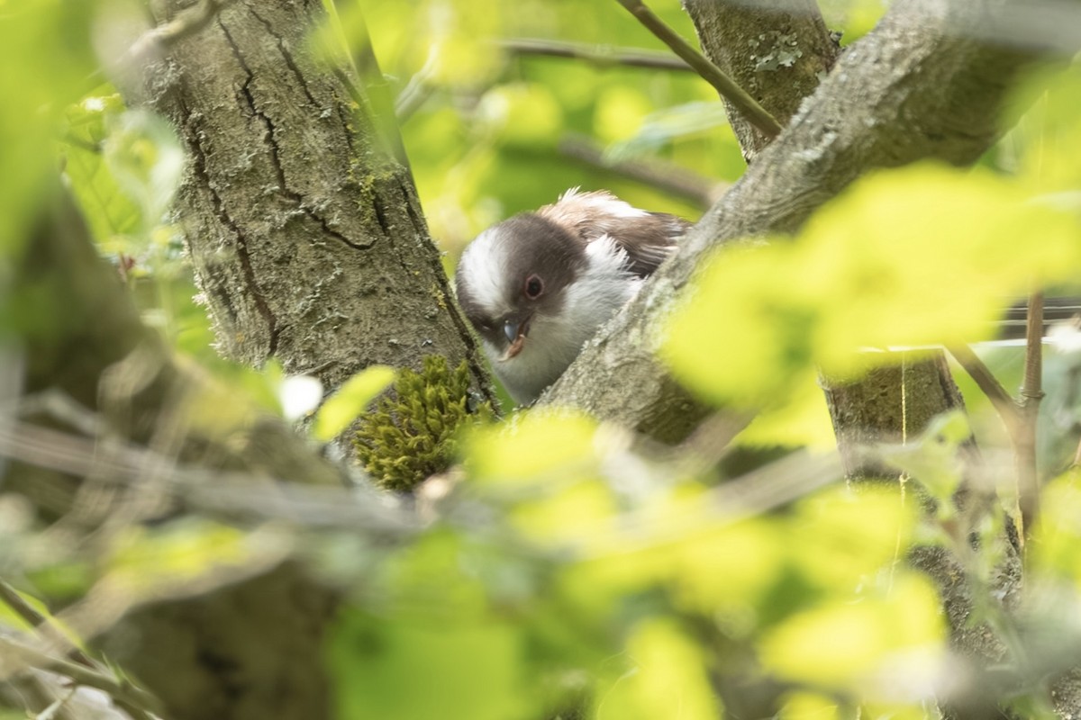 Синиця довгохвоста - ML636843893