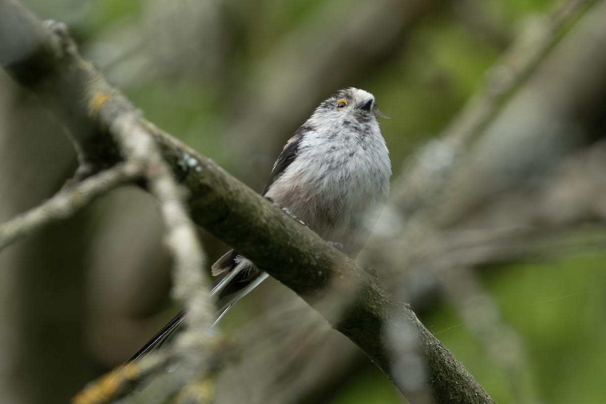 Синиця довгохвоста - ML636843894