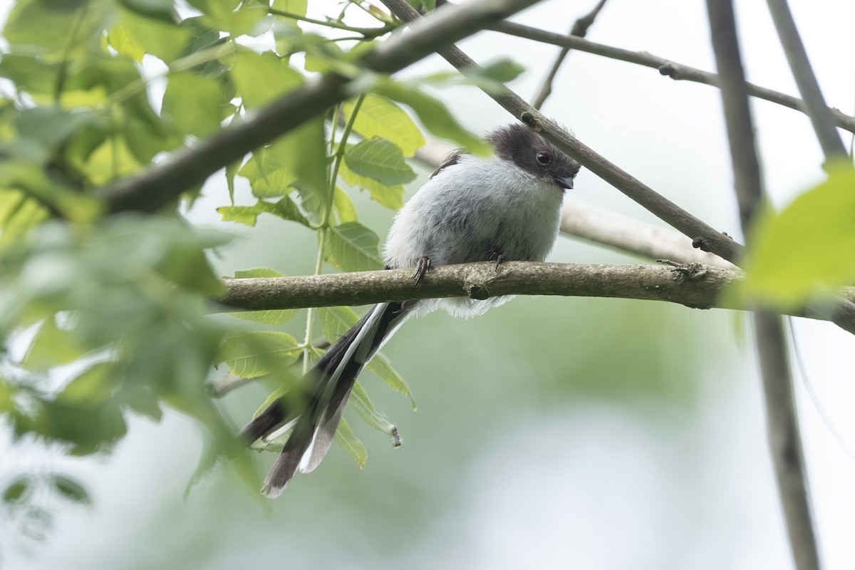 Синиця довгохвоста - ML636843895