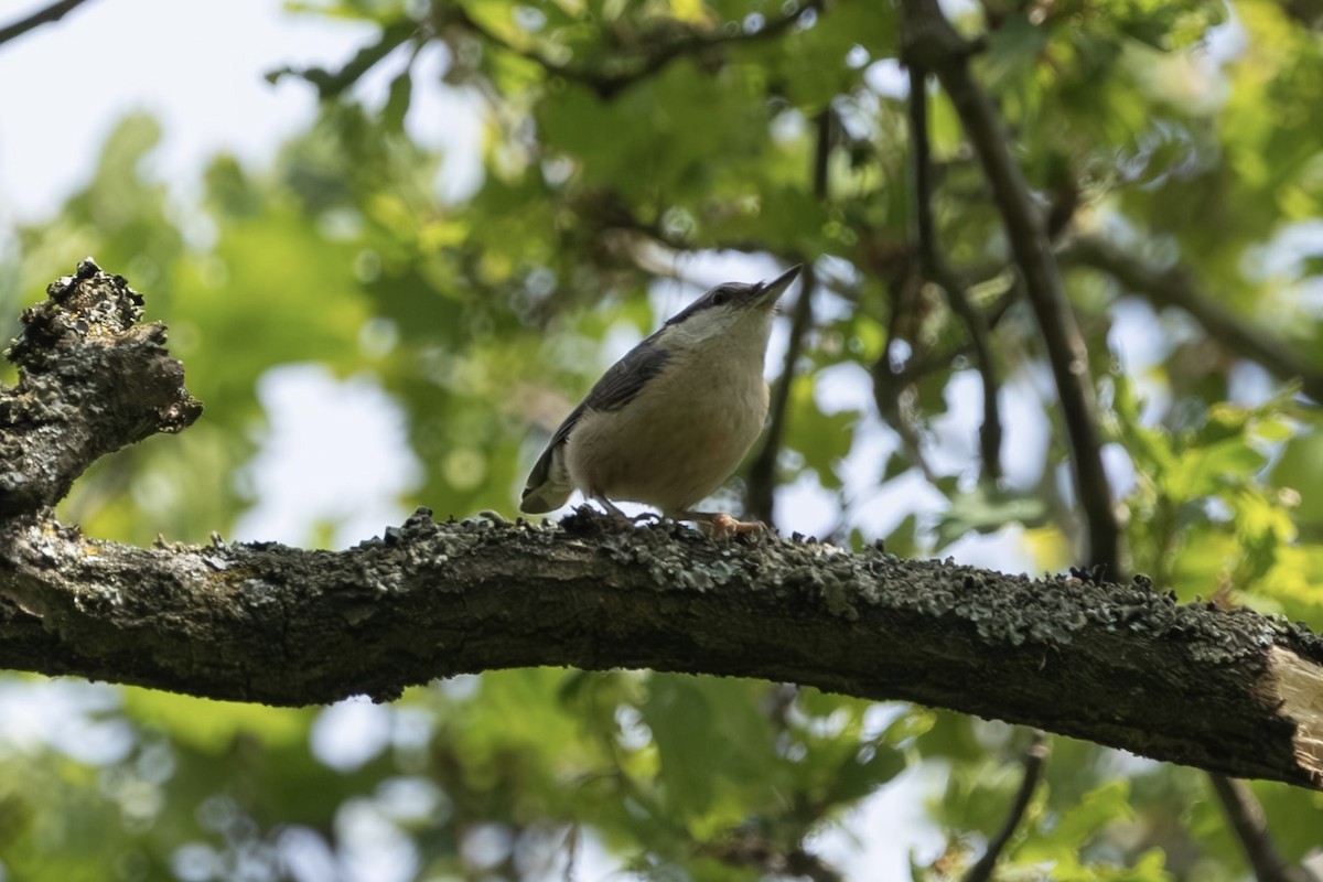 Повзик звичайний - ML636843904