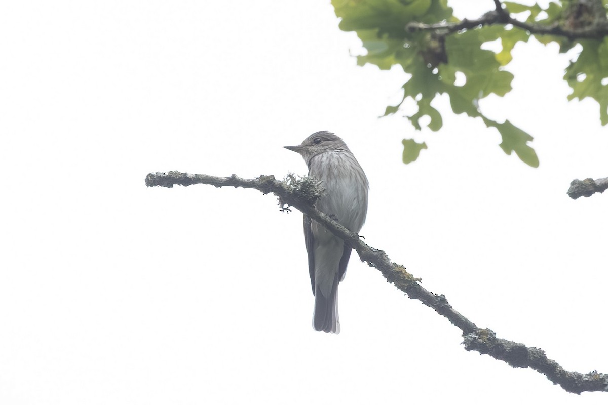 Мухоловка сіра - ML636843911