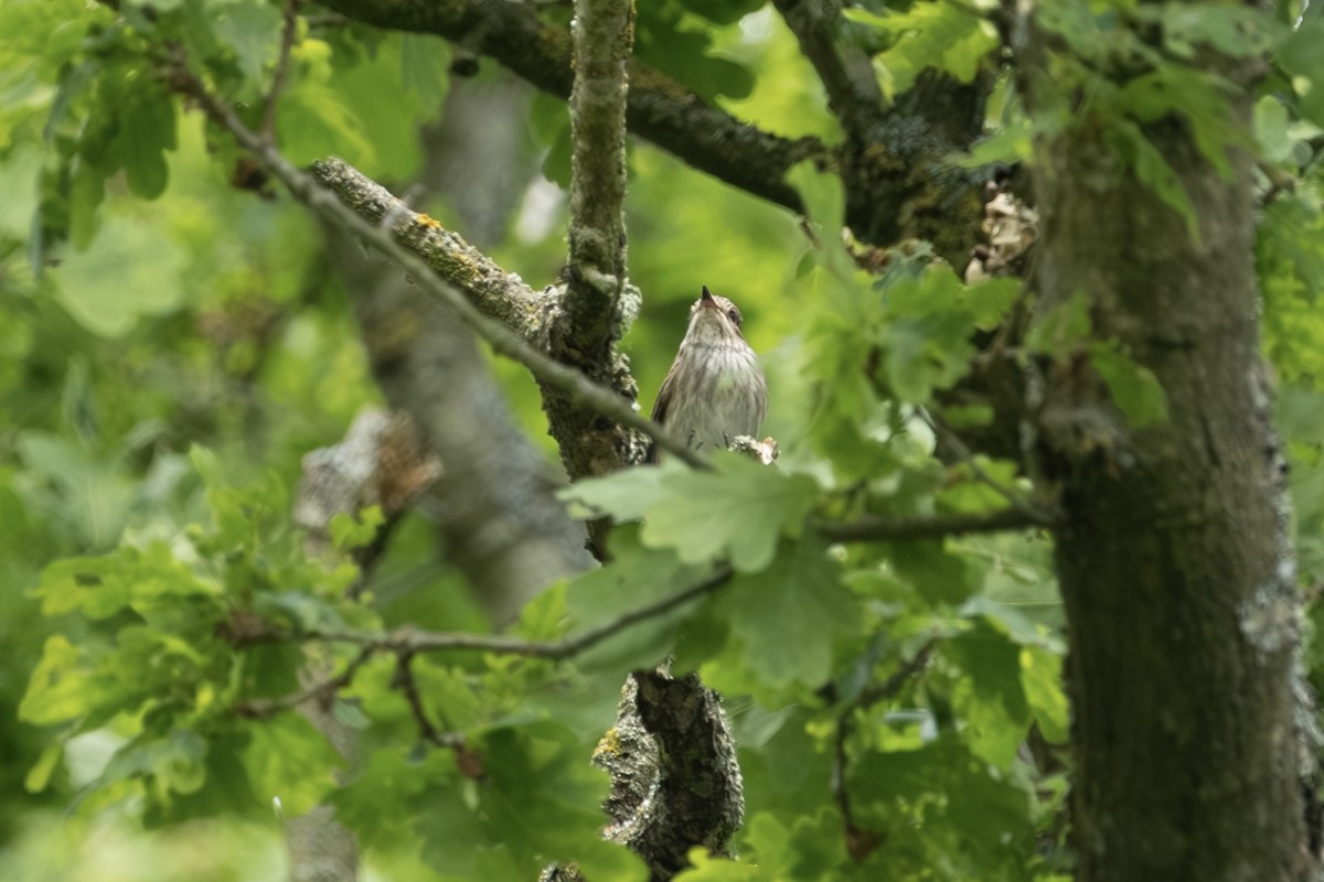 Мухоловка сіра - ML636843912