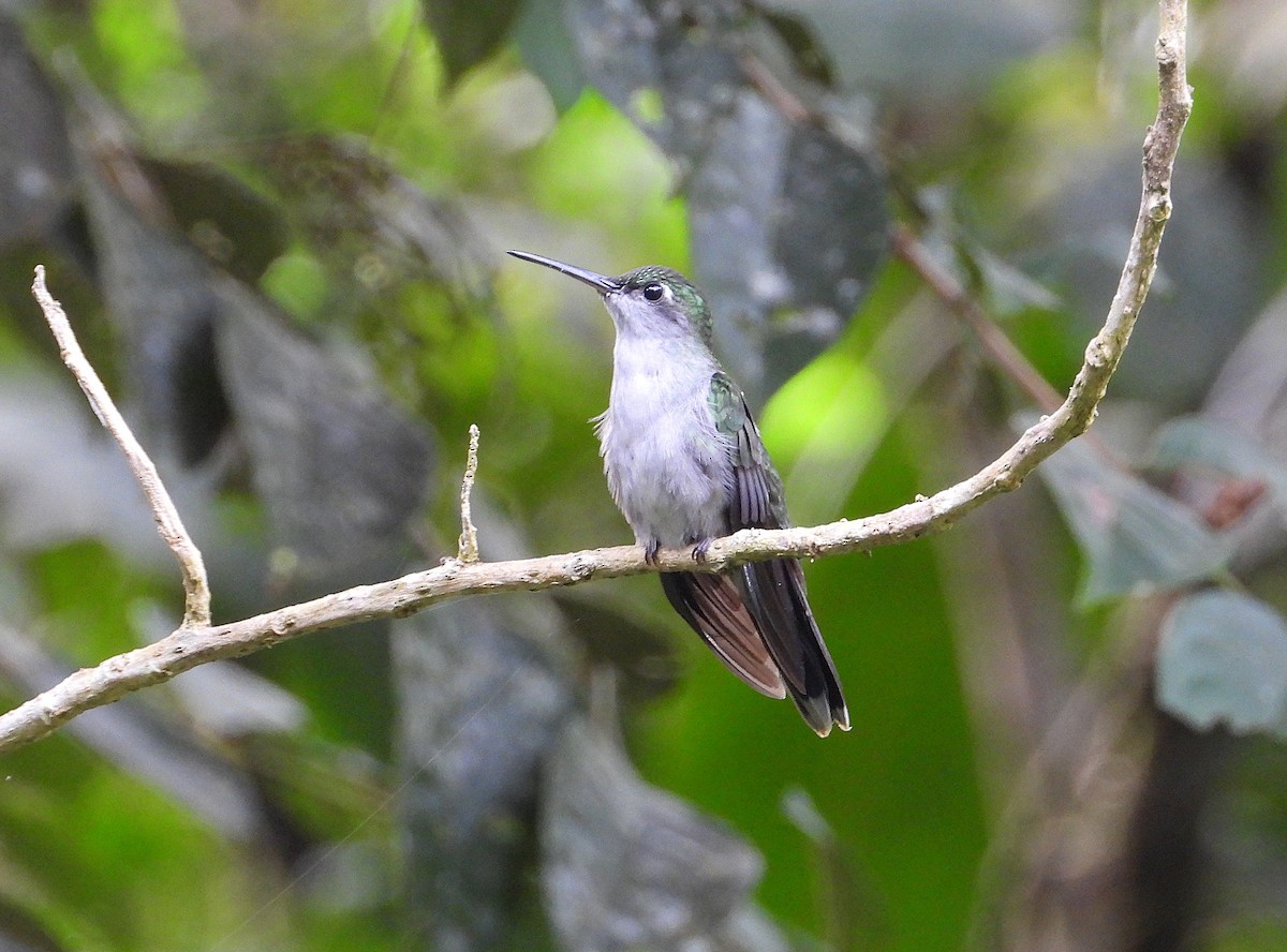 Gray-breasted Sabrewing - ML636843921