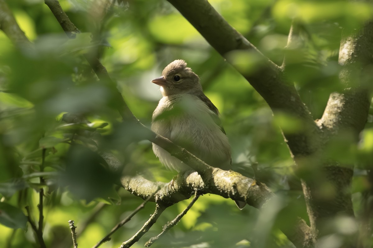 Зяблик звичайний - ML636843923