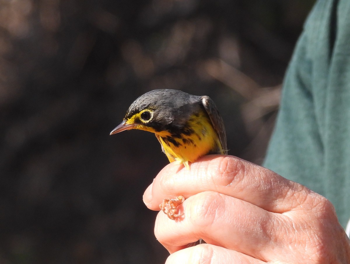 Canada Warbler - ML636843951