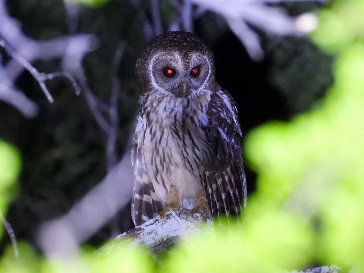 Mottled Owl - ML636843958