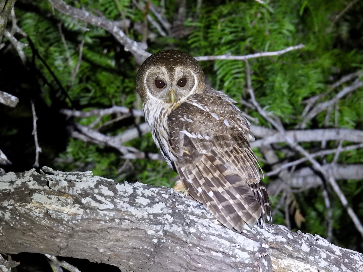 Mottled Owl - ML636843960