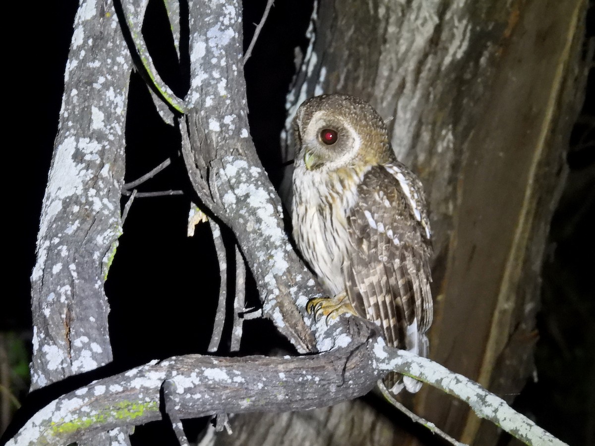 Mottled Owl - ML636843963
