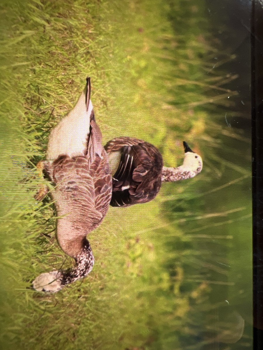 Domestic goose sp. x Canada Goose (hybrid) - ML636844057