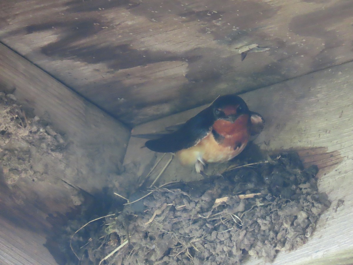 Golondrina Común - ML636844162