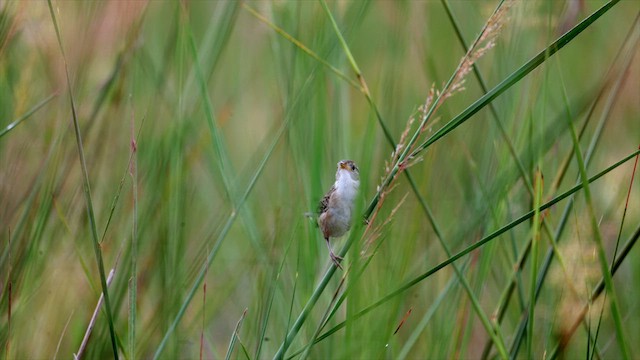 Grass Wren - ML636844309