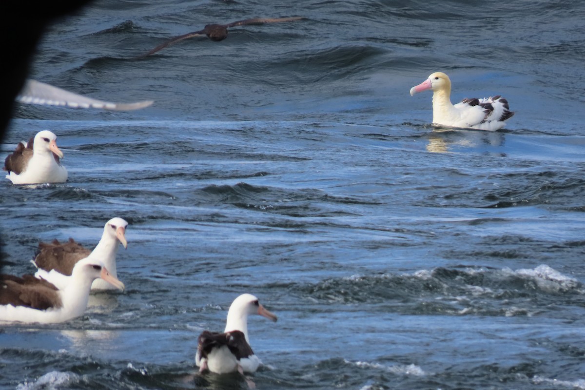 Short-tailed Albatross - ML636844351