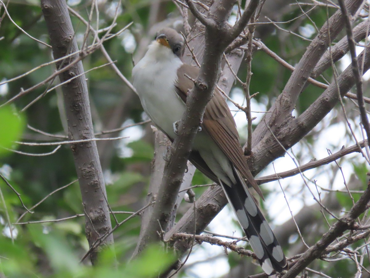 Cuclillo Piquigualdo - ML636844354