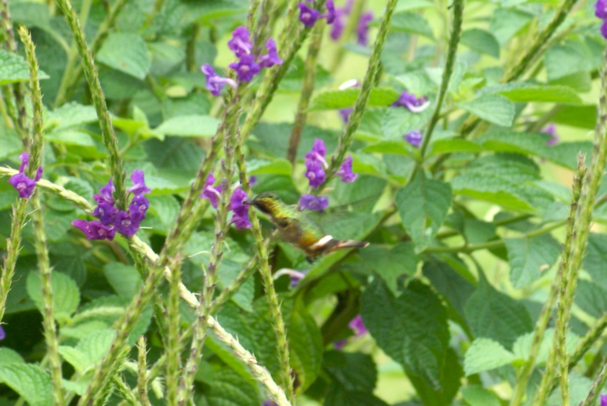 Black-crested Coquette - ML636844396