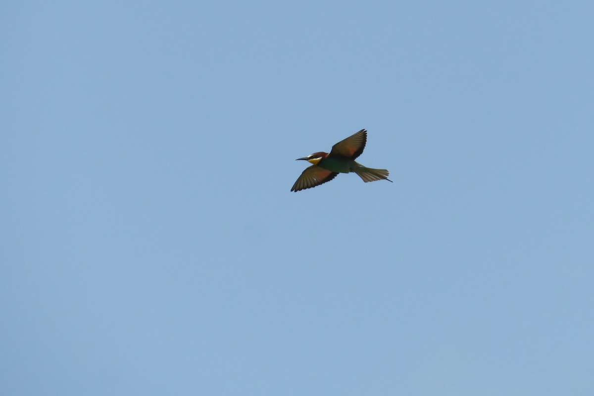European Bee-eater - ML636844499