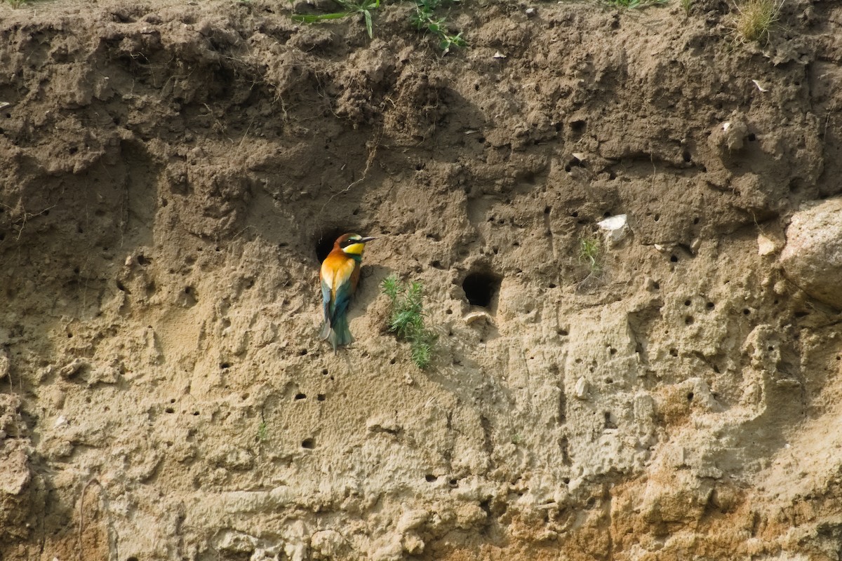 European Bee-eater - ML636844501