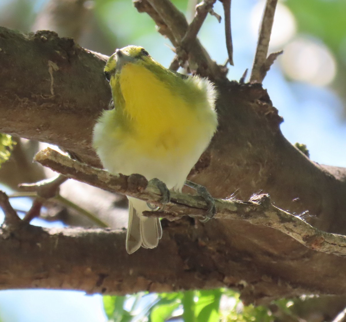 Vireo Gorjiamarillo - ML636844525