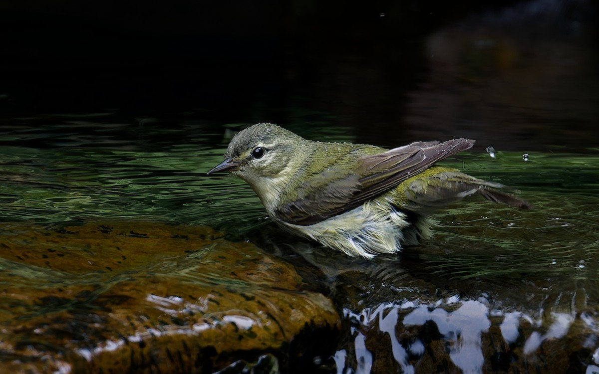 Tennessee Warbler - ML636844533
