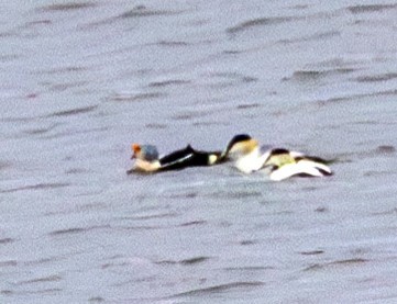 King Eider - ML636844537