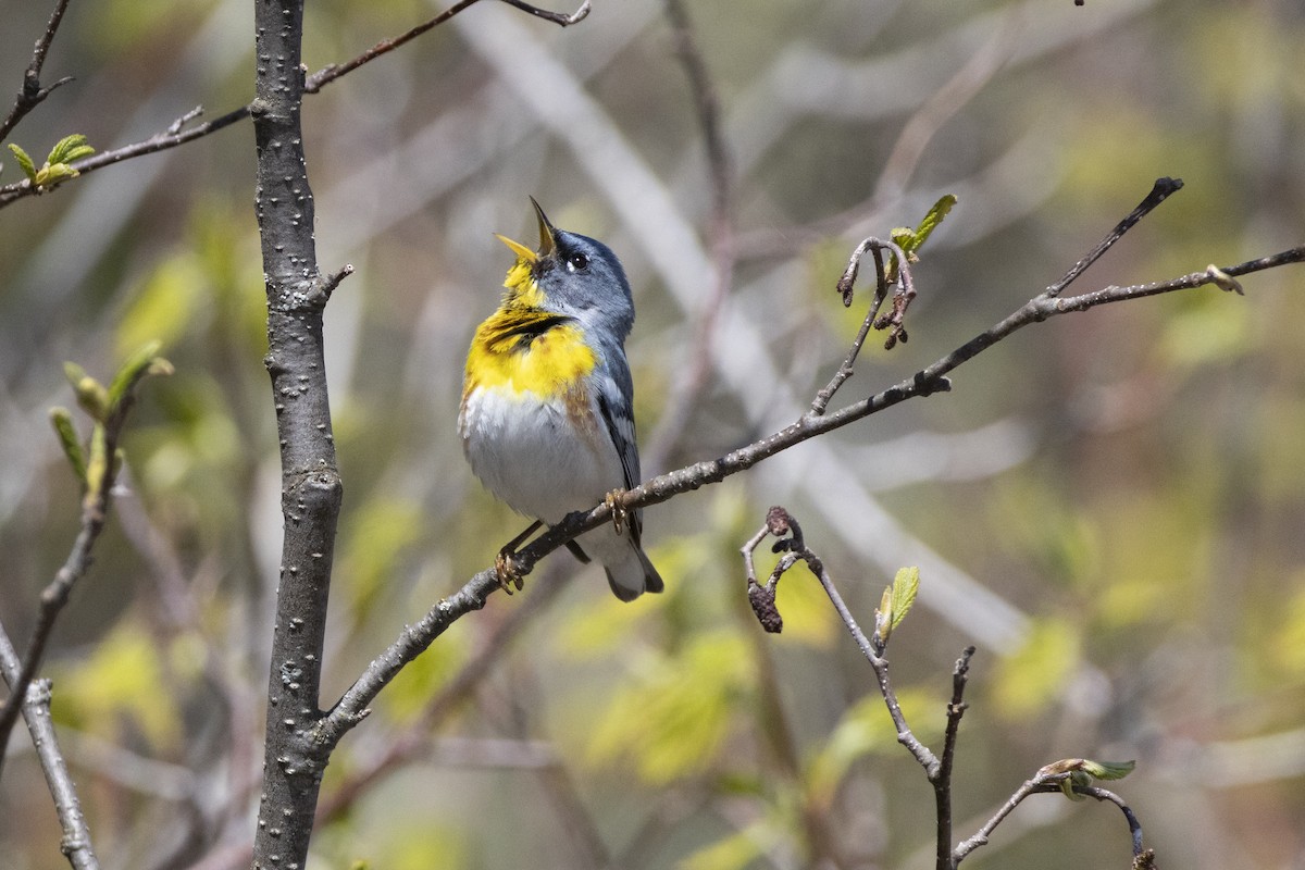 Northern Parula - ML636844538