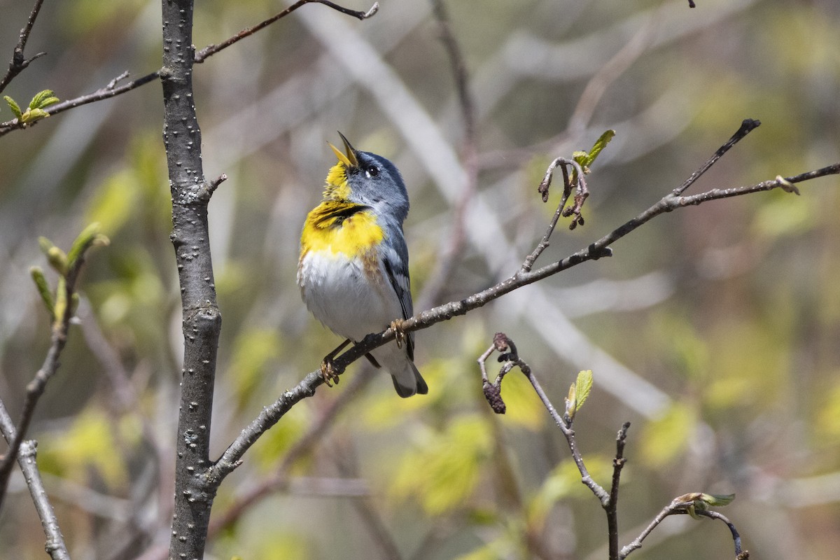 Northern Parula - ML636844539