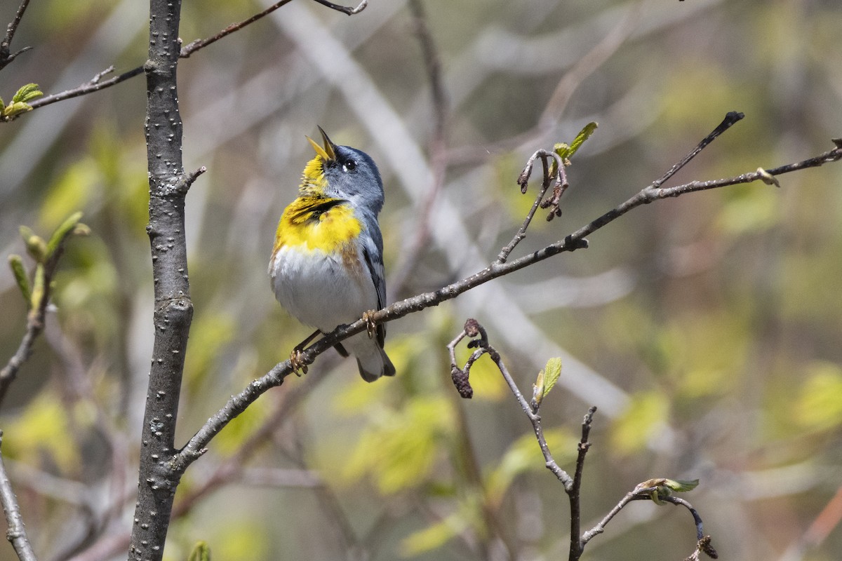 Northern Parula - ML636844540