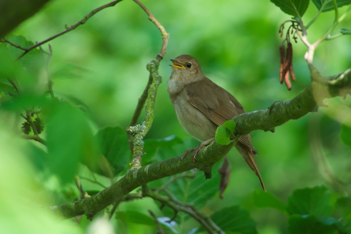 Thrush Nightingale - ML636844585