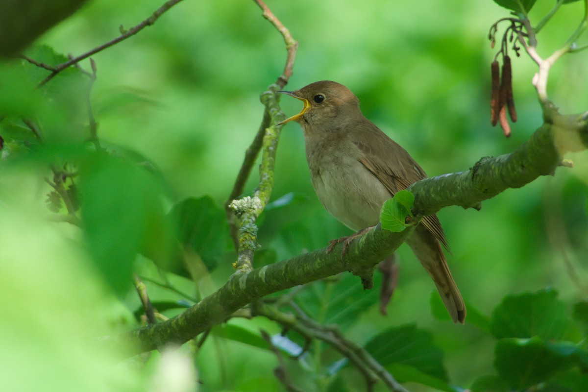 Thrush Nightingale - ML636844586