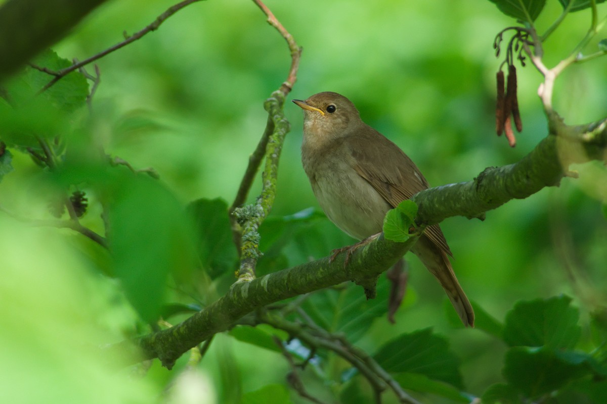 Thrush Nightingale - ML636844587
