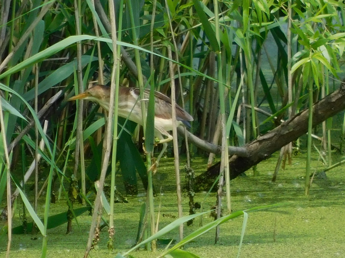 Least Bittern - ML636844722