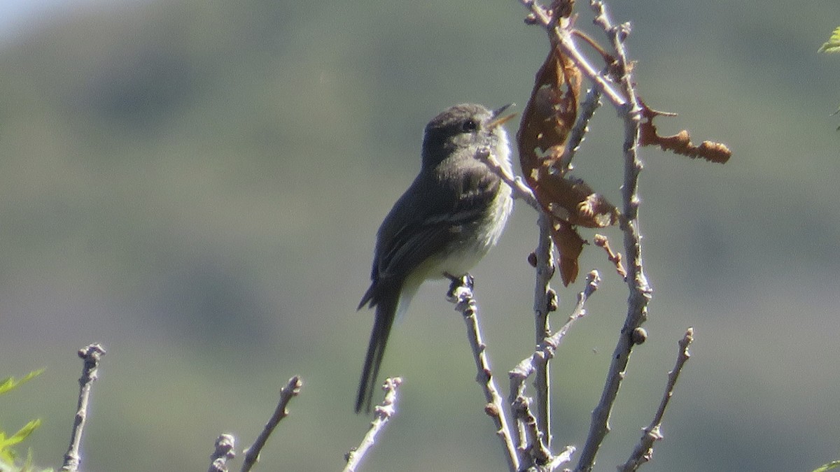 Dusky Flycatcher - ML636844755