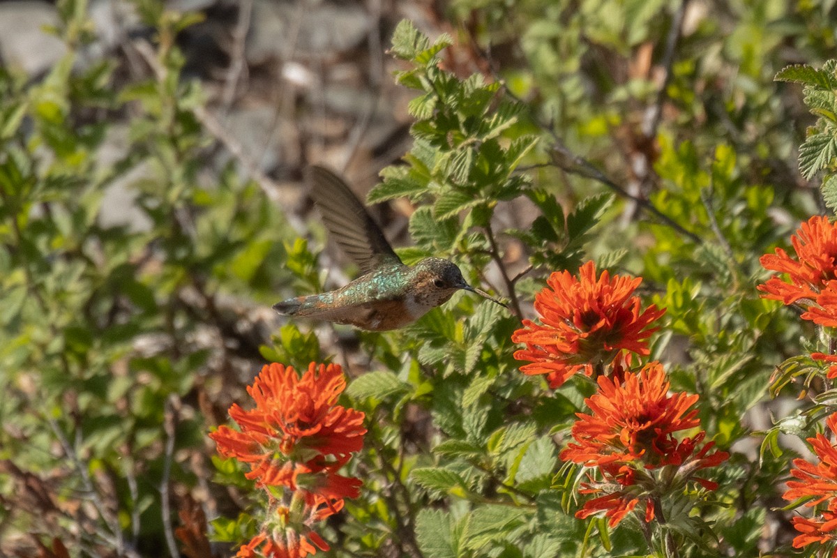 Rufous Hummingbird - ML636844832