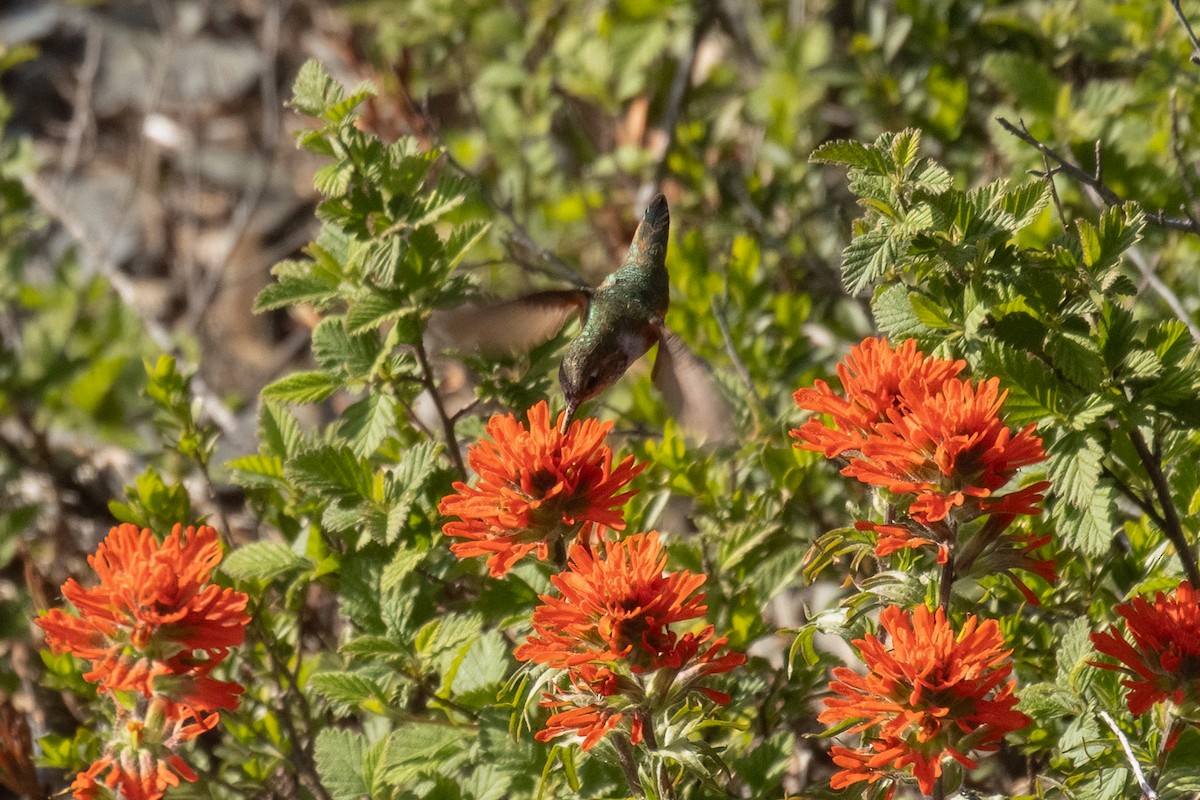Rufous Hummingbird - ML636844833