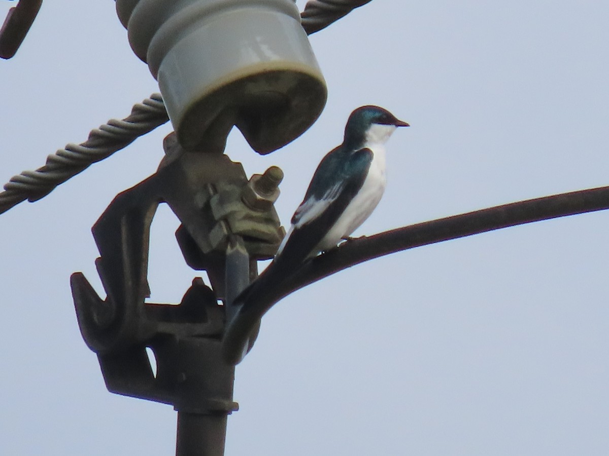 vlaštovka bělobřichá - ML636844847