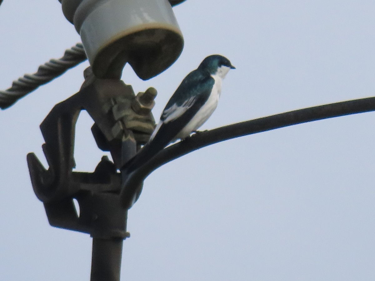 vlaštovka bělobřichá - ML636844848