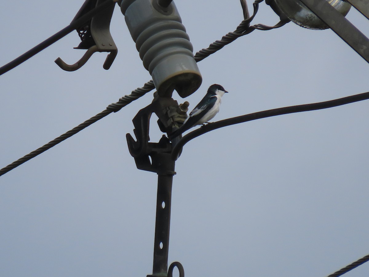 vlaštovka bělobřichá - ML636844849