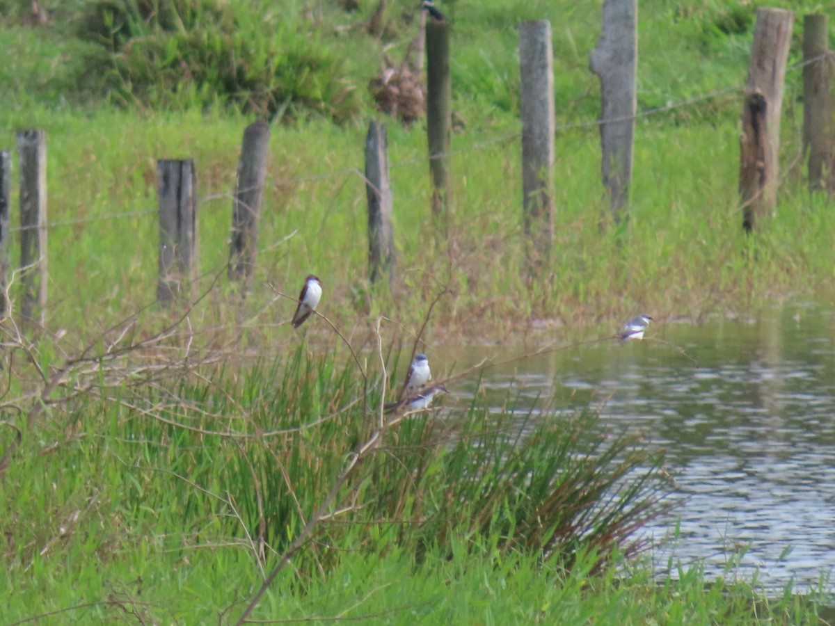 vlaštovka bělobřichá - ML636844850