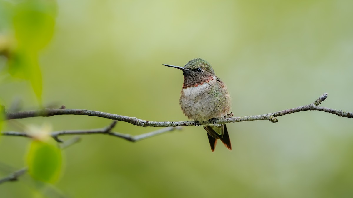 Ruby-throated Hummingbird - ML636844935