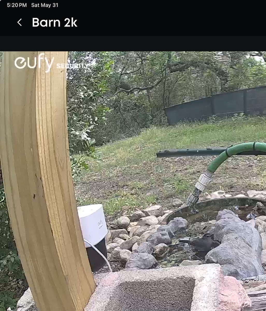 Gray Catbird - ML636845021