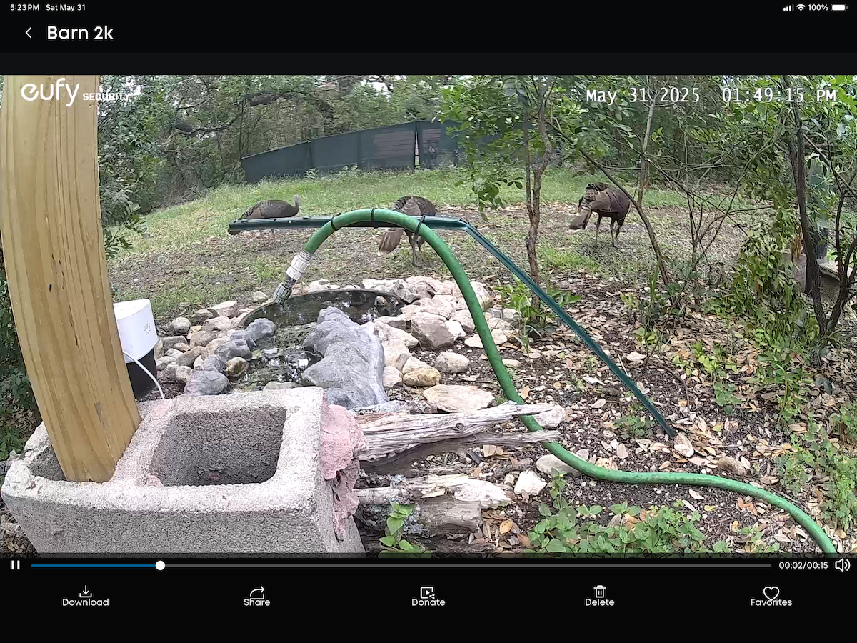 Wild Turkey - ML636845044