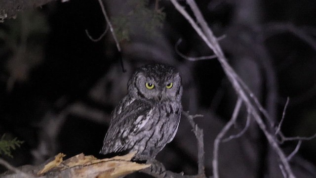 Western Screech-Owl - ML636845081