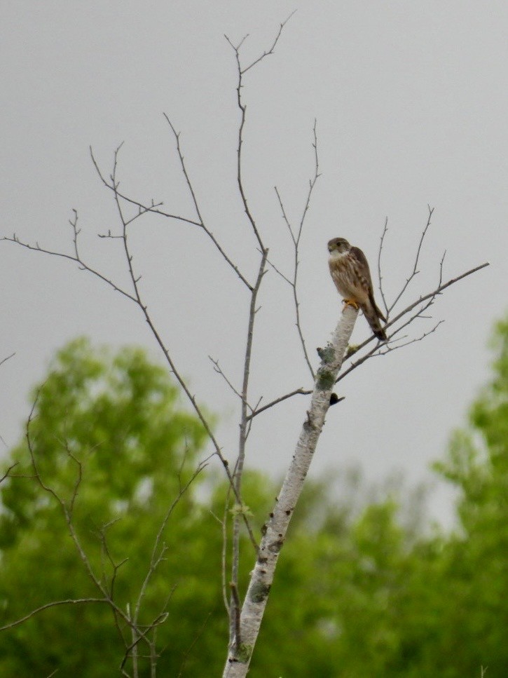 Merlin - ML636845105