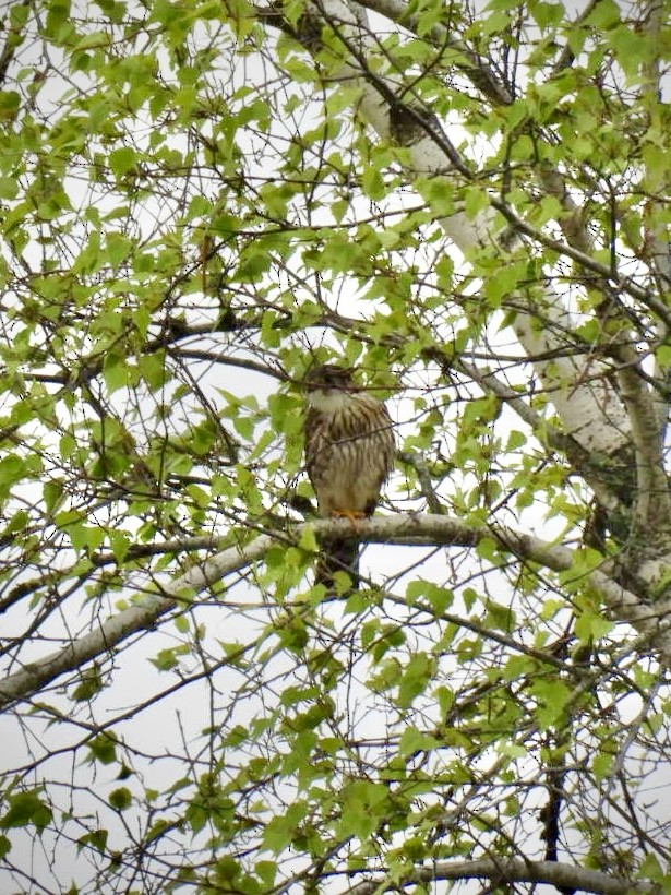 Merlin - ML636845106