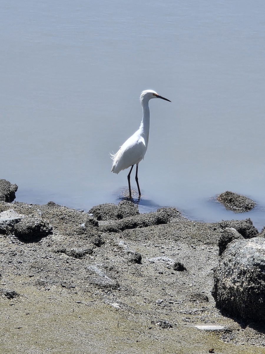 Snowy Egret - ML636845123