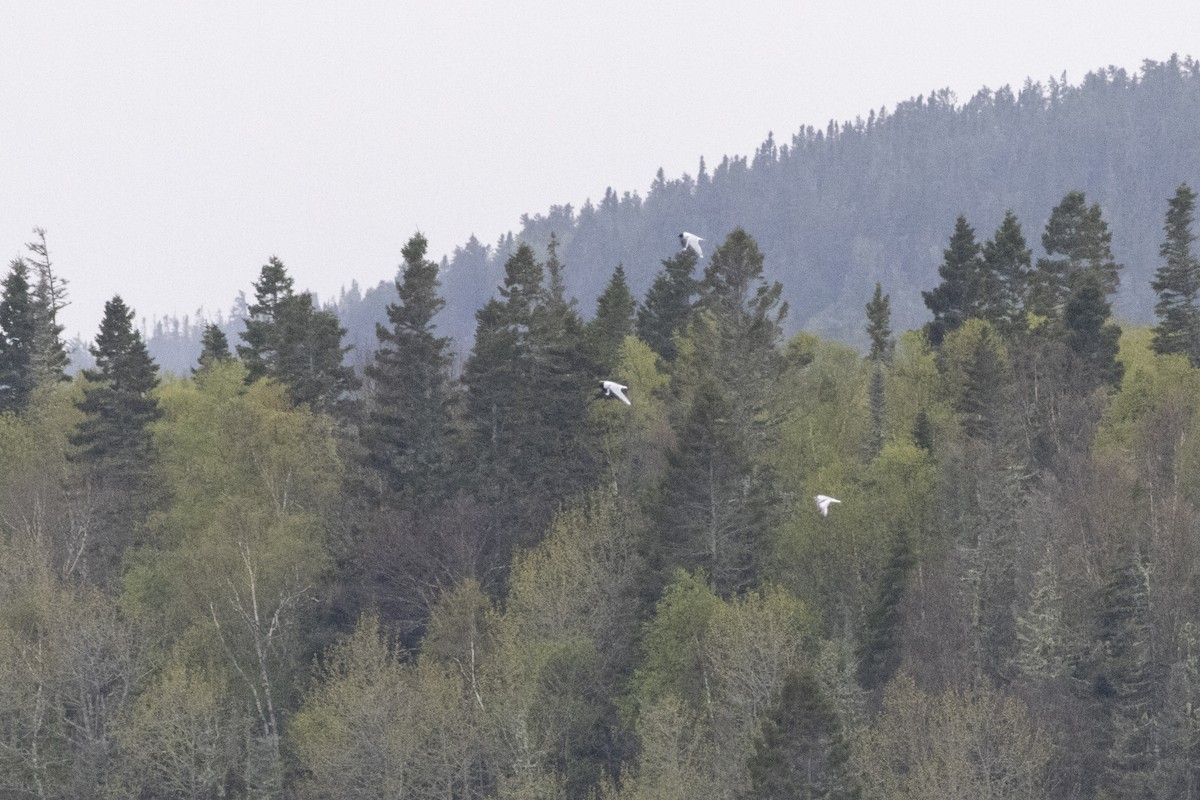 racek malý - ML636845206