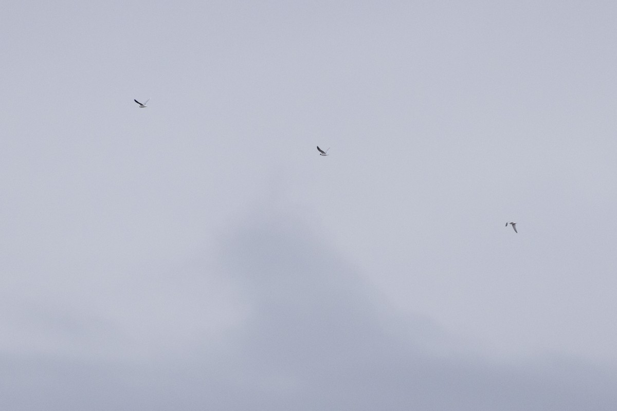 racek malý - ML636845207