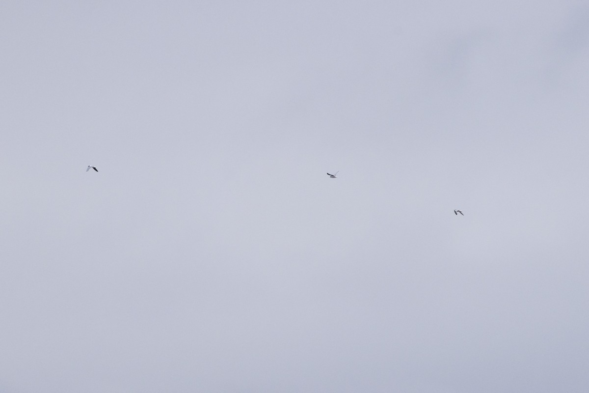 racek malý - ML636845209