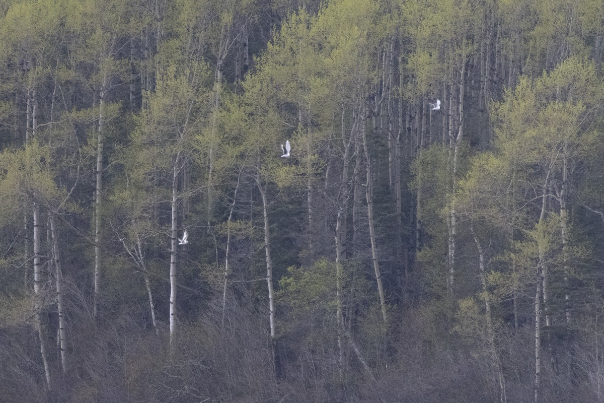 racek malý - ML636845210